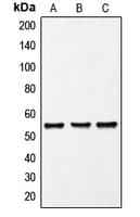 FRK Antibody (Internal)