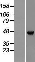 NAP1L4 Protein (Over-Expression Lysate Myc-DDK (Flag))