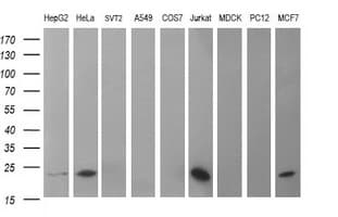 BID Antibody (clone OTI2B6)
