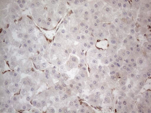 RBMS1 Antibody (clone OTI2H1)