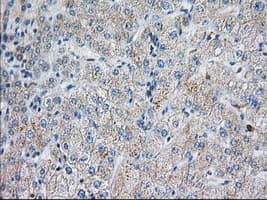 SNX9 / WISP Antibody (clone OTI2A11)