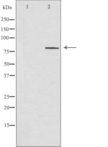 PNN / Pinin Antibody