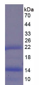 Pig BMP4 Protein (Recombinant His)