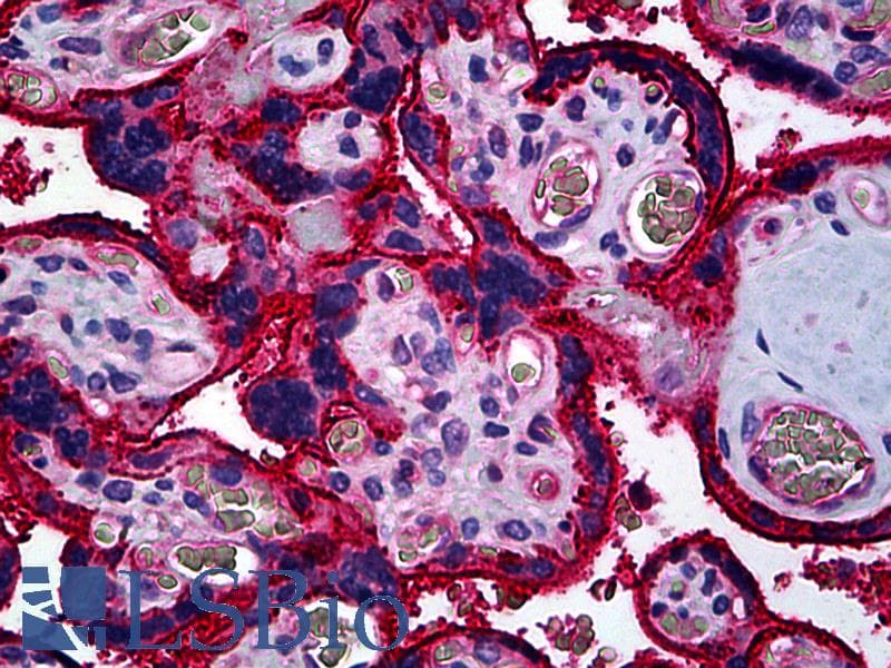 CD59 Antibody (clone YTH53.1, RPE)