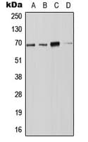 NOX4 Antibody (N-Terminus)