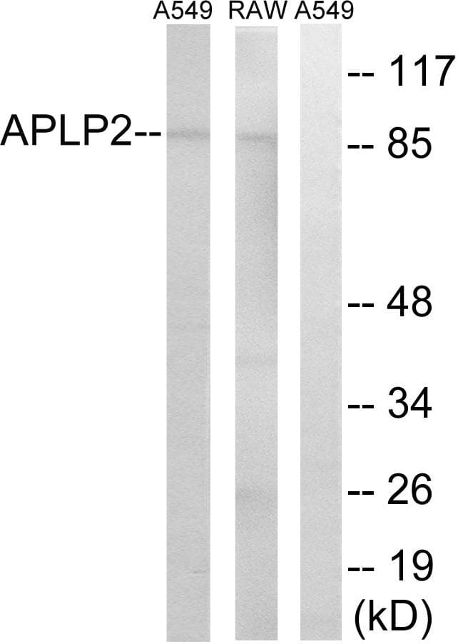 Polyclonal Rabbit anti-Human APLP2 Antibody (WB)