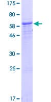 Human NUP37 Protein (Recombinant GST)