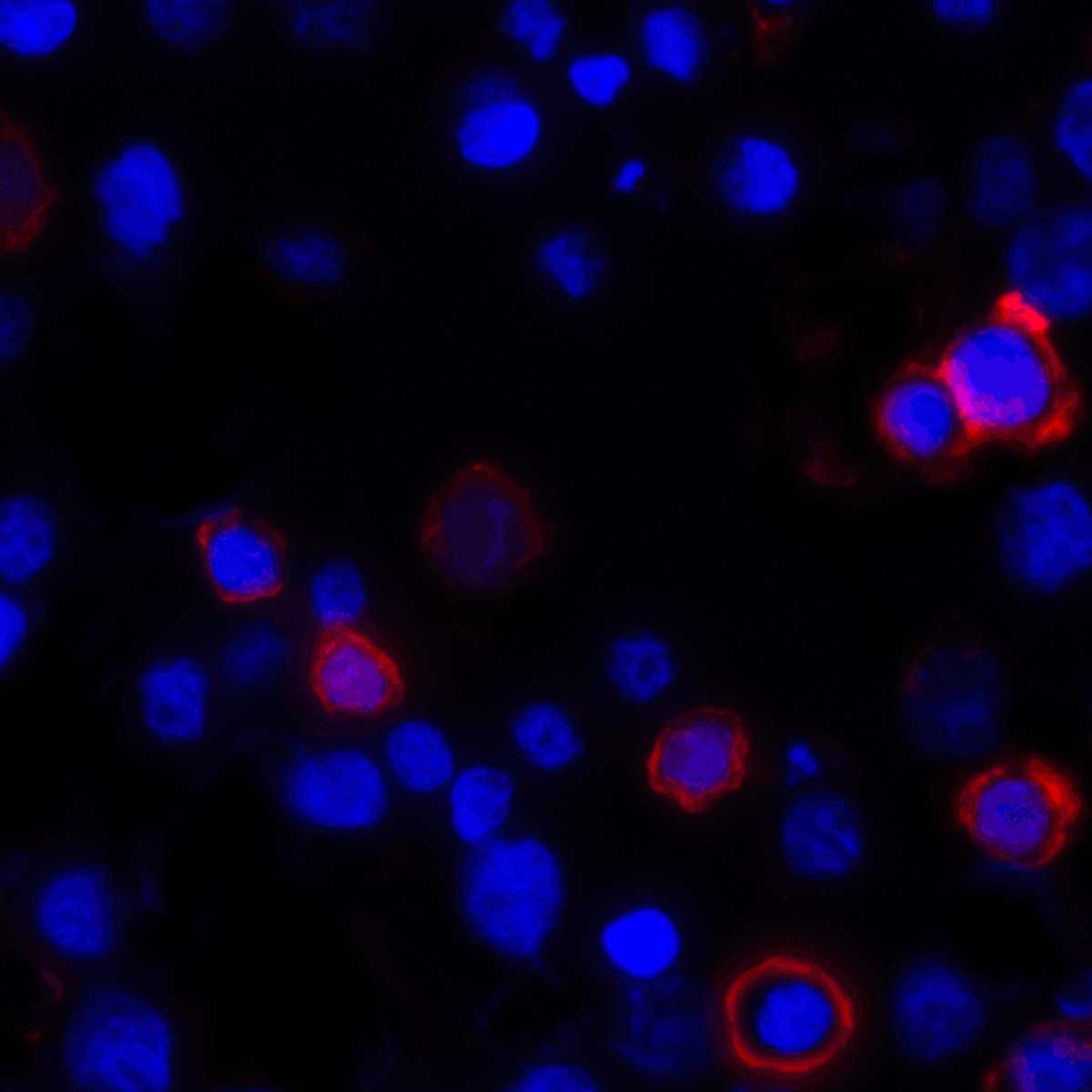 Monoclonal Mouse anti-Human CD80 Antibody (clone 11C12, IHC, IF, WB)