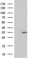 Monoclonal Mouse anti-Human RASSF5 / RAPL Antibody (clone OTI1A11, WB)