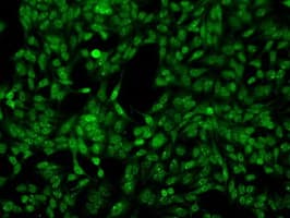 PRKY Antibody (clone OTI2H9, Carrier-free)