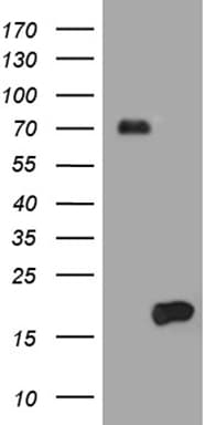 HES5 Antibody (clone OTI6F7)