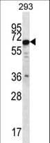 PHACTR3 Antibody (aa17-46)