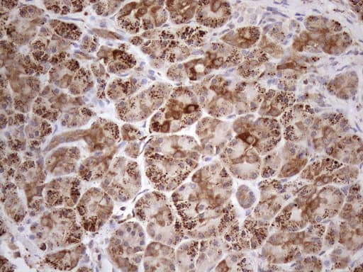 SHMT / SHMT2 Antibody (clone OTI3E9)