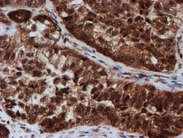 CRYZL1 Antibody (clone OTI2F9)