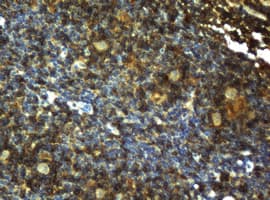 CD4 Antibody (clone 7F2, Carrier-free)