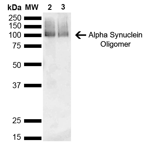 SNCA / Alpha-Synuclein Antibody (clone 3C11, Atto 488)