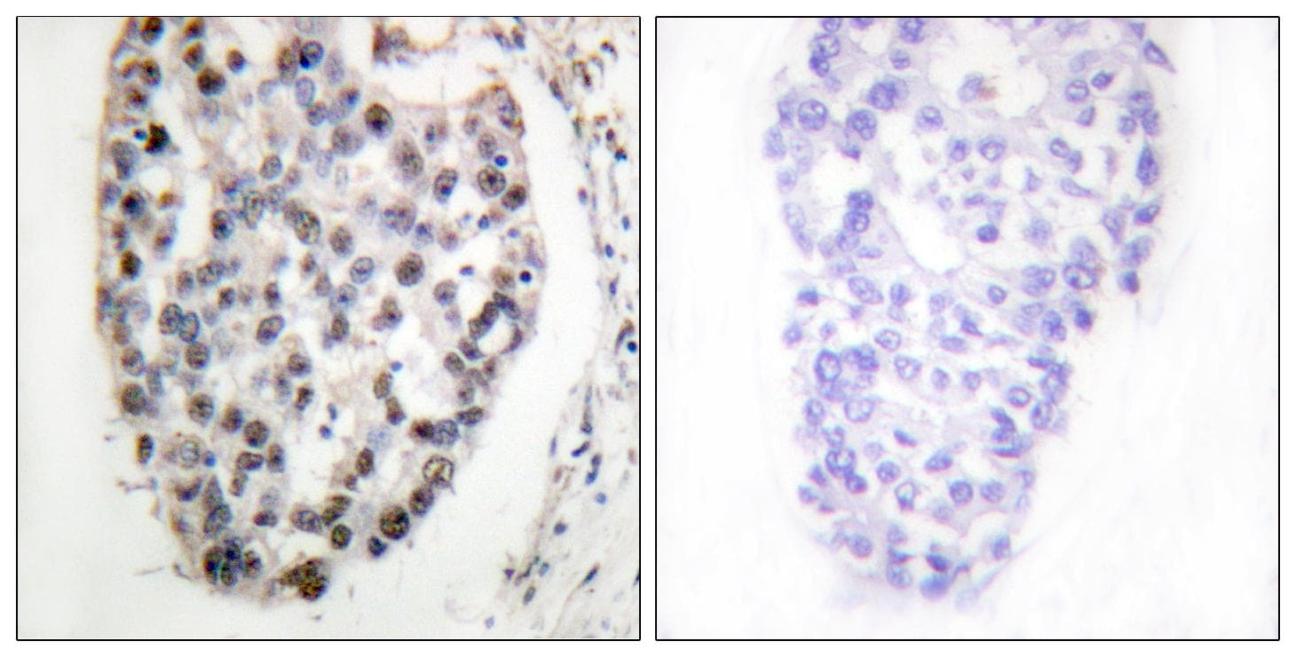 MYF5 / MYF 5 Antibody (p49)