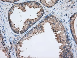 TTC32 Antibody (clone OTI1F7)