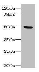 Polyclonal Rabbit anti-Human PTPN18 Antibody (IHC, WB)