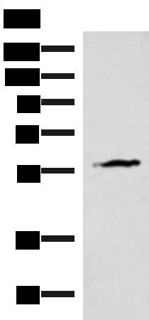 IA-6 / INSM2 Antibody