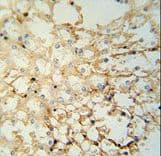 LYPD1 Antibody (aa93-122)