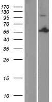 PSPC1 Protein (Over-Expression Lysate Myc-DDK (Flag))