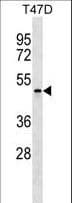 Polyclonal Rabbit anti-Human APOBEC4 Antibody (aa201-228, WB)