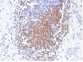 PAX8 Antibody (clone PAX8/1492, Azide-free, BSA-free)