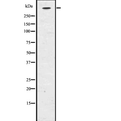 CENPE Antibody