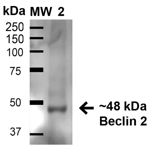 BECN2 Antibody (FITC)