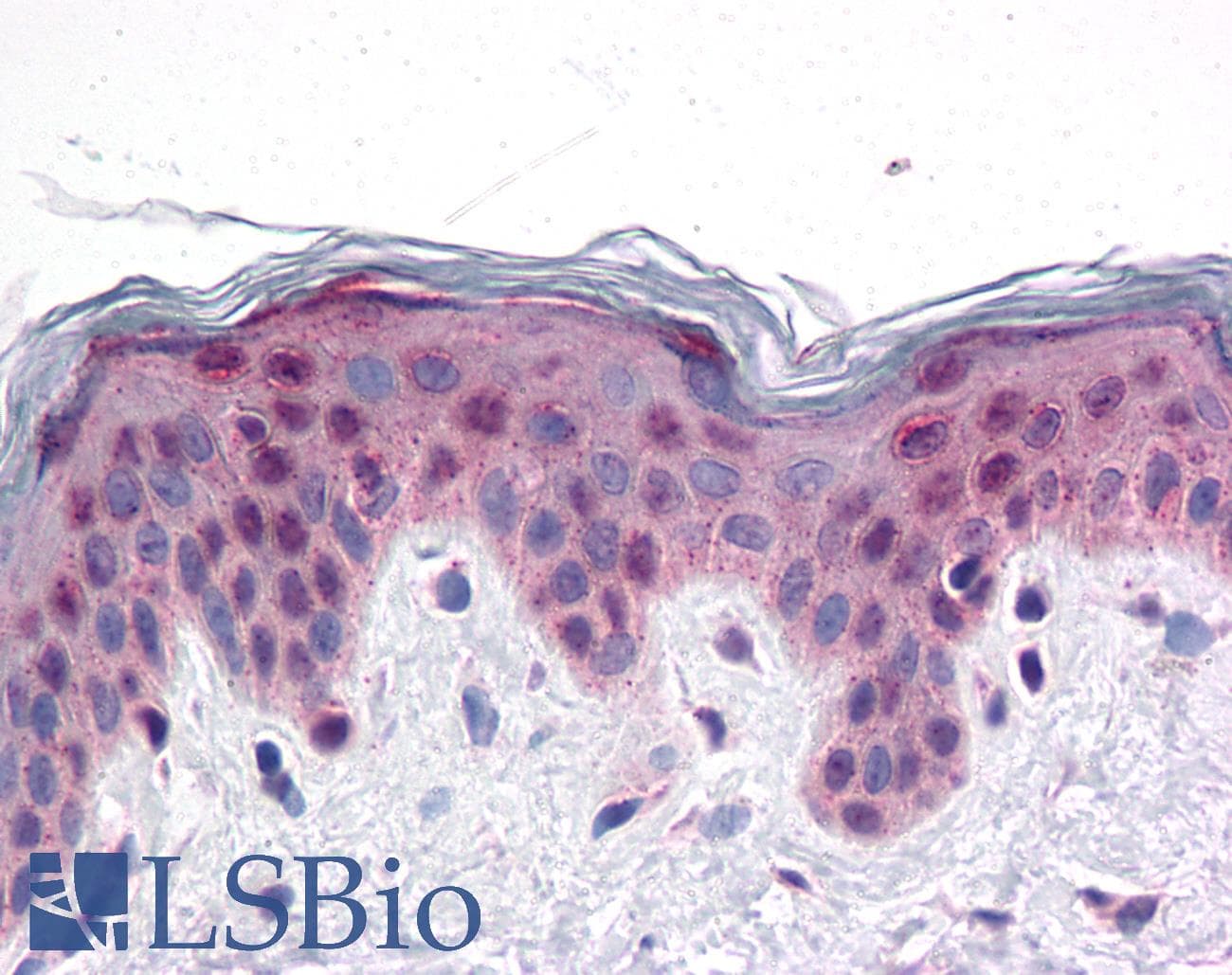 PRDM16 Antibody