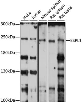 ESPL1 / Separase Antibody