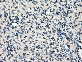 LEMD3 / MAN1 Antibody (clone OTI4E1, Carrier-free)