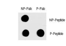 FOS / c-FOS Antibody (phospho-Thr232)