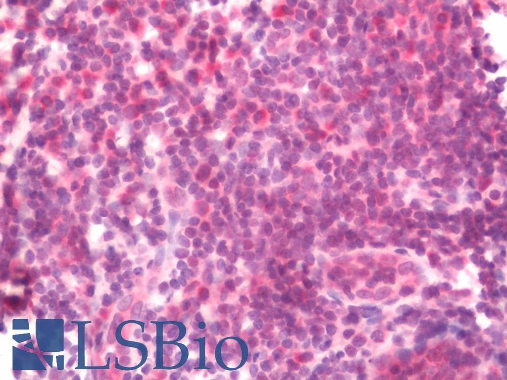 IHC-plus™ NFE2L2 / NRF2 Antibody