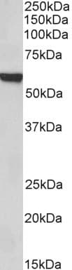 PathPlus™ FOXA2 Antibody (aa453-463)