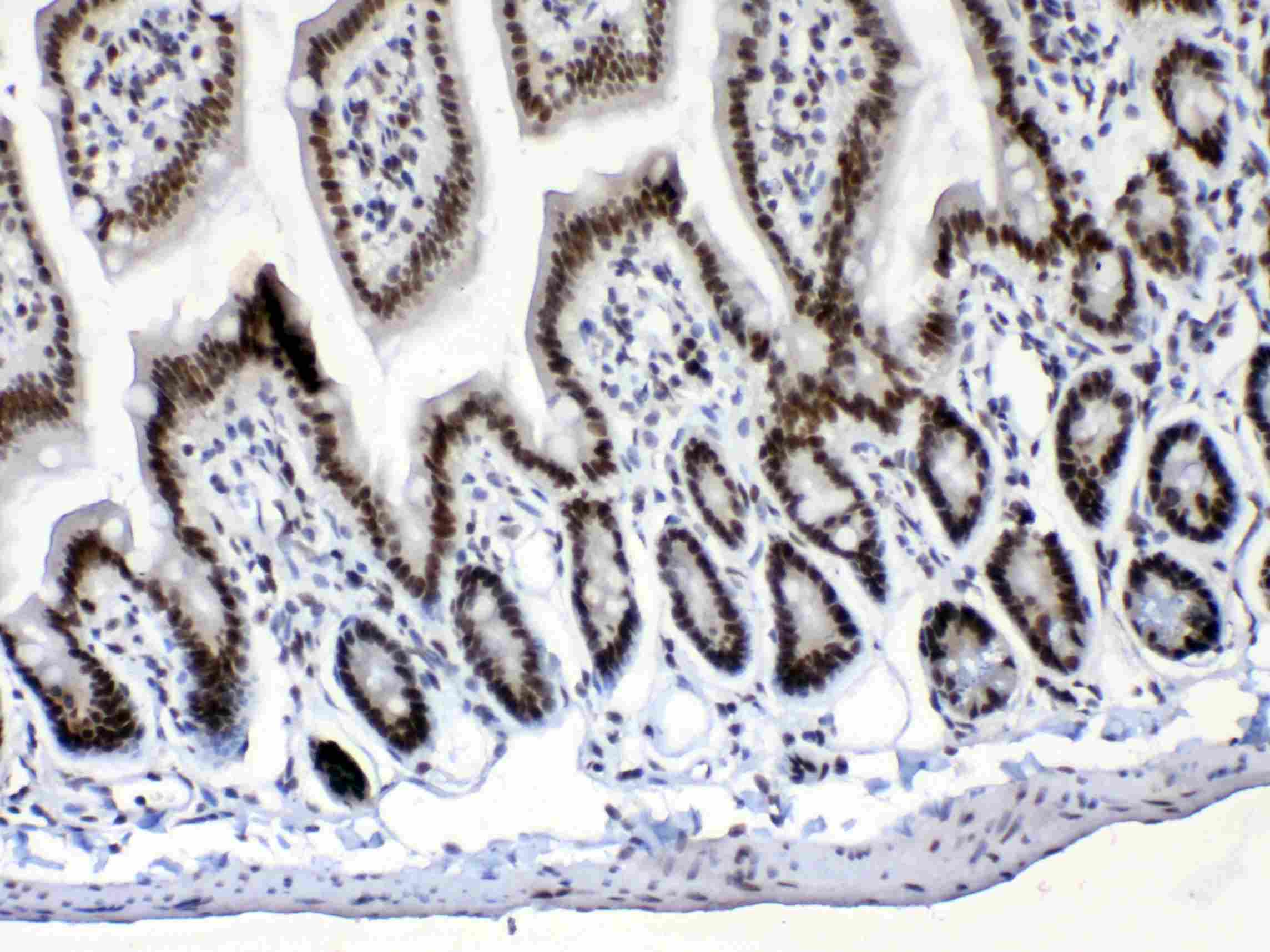 Polyclonal Rabbit anti-Human MSI1 / Musashi 1 Antibody (IHC, WB)