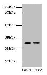 CD82 Antibody