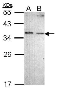 NOSIP Antibody (aa90-184)