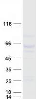 Human LILRA1 / LIR6 Protein (Recombinant Myc-DDK (Flag))
