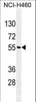 MIER2 Antibody (aa79-108)