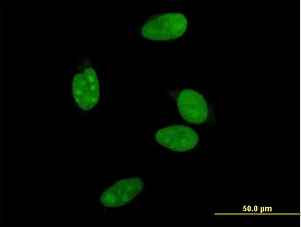 NR0B2 Antibody (clone 1A11)