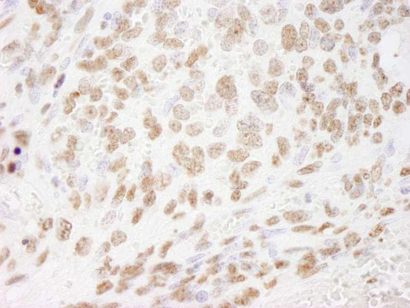 HIST1H3A Antibody (aa100-C-term)