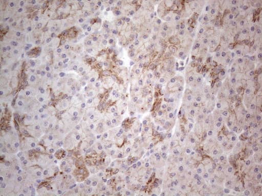 Monoclonal Mouse anti-Human CLU / Clusterin Antibody (clone OTI5D3, aa23-227, IHC, WB)