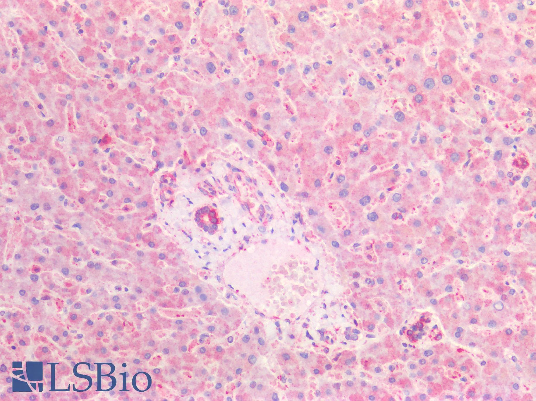 PathPlus™ CFTR Antibody (aa2-14)