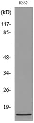CD59 Antibody