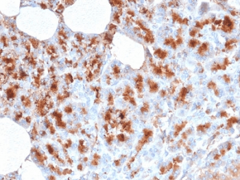 MDM2 Antibody (clone MDM2/2414)