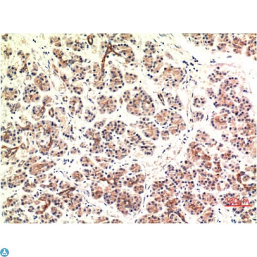 DDIT3 / CHOP Antibody