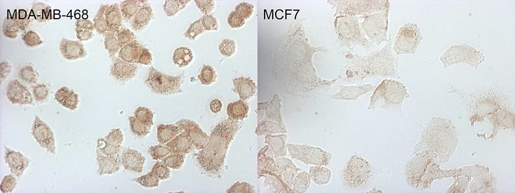 Monoclonal Mouse anti-Human p16INK4a / CDKN2A Antibody (clone OTI8E9, Carrier-free, IF, WB)
