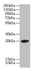 VEGFA / VEGF Antibody